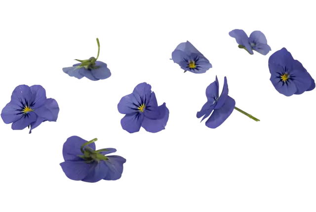 Eetbare bloem viooltjes blauw 22st stuk